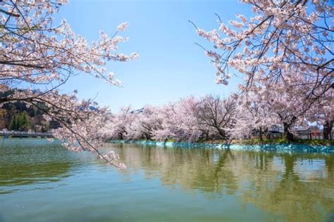 臥龍桜 開花状況|【2024年最新】臥竜公園の桜の見頃や開花状況とラ。